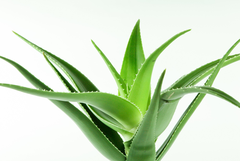 Aloe vera: o plantă medicinală cu efecte hidratante, regenerante și antiinflamatoare